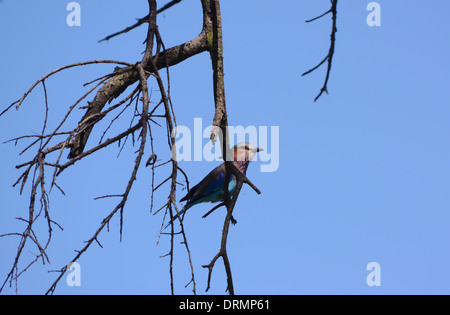 Lilla-breasted seduta del rullo in una struttura ad albero Foto Stock