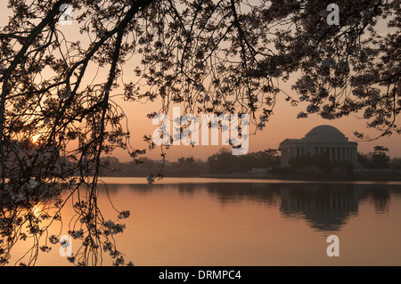 WASHINGTON DC - i fiori di ciliegio sono sagomati contro l'alba sopra il bacino delle maree, con il Jefferson Memorial visibile in lontananza. Gli alberi in fiore, un dono del Giappone nel 1912, sono al centro dell'annuale National Cherry Blossom Festival ogni primavera. Il memoriale si riflette nelle acque calme del bacino. Foto Stock