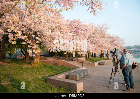 WASHINGTON DC - fotografi e visitatori si riuniscono lungo la passerella in pietra del bacino delle maree per vedere i ciliegi in fiore. Gli alberi fioriti, originariamente un regalo del Giappone nel 1912, sono l'attrazione principale dell'annuale National Cherry Blossom Festival. Foto Stock