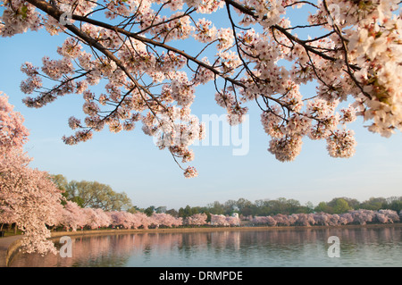 WASHINGTON DC - i ciliegi fioriscono in piena fioritura lungo il bacino delle maree, con rami appesi sull'acqua. Gli alberi in fiore, originariamente un regalo dal Giappone nel 1912, sono al centro dell'annuale National Cherry Blossom Festival. Il Jefferson Memorial è visibile in lontananza dall'acqua. Foto Stock