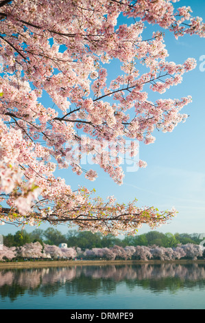 WASHINGTON DC - i ciliegi fioriscono in piena fioritura lungo il bacino delle maree, con il Jefferson Memorial visibile dall'altra parte dell'acqua. Gli alberi in fiore, un dono del Giappone nel 1912, sono al centro dell'annuale National Cherry Blossom Festival. Foto Stock