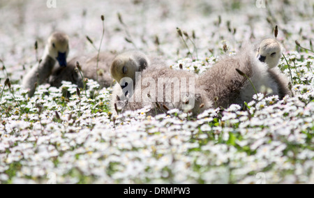 Una famiglia di Oche del Canada esplorare un immenso campo di margherite che guarda come neve da loro stagno vicino a Haslemere, Surrey. Foto Stock