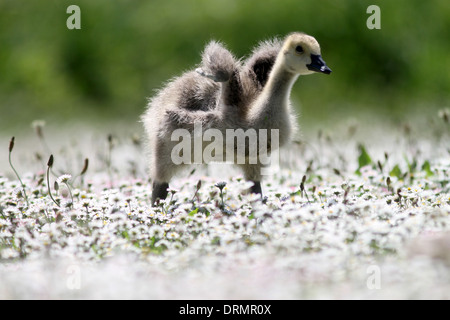 Una famiglia di Oche del Canada esplorare un immenso campo di margherite che guarda come neve da loro stagno vicino a Haslemere, Surrey. Foto Stock