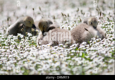 Una famiglia di Oche del Canada esplorare un immenso campo di margherite che guarda come neve da loro stagno vicino a Haslemere, Surrey. Foto Stock