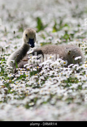 Una famiglia di Oche del Canada esplorare un immenso campo di margherite che guarda come neve da loro stagno vicino a Haslemere, Surrey. Foto Stock