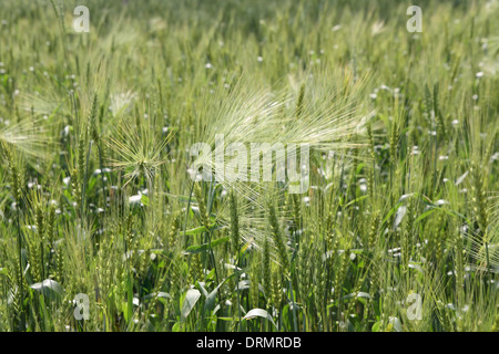 Campo di grano Foto Stock