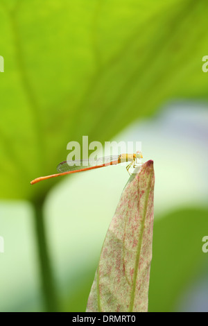 Dragonfly e Lotus Foto Stock