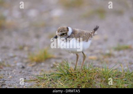 Junge Flussregenpfeifer, Charadrius dubius, giovane poco inanellato Plover Foto Stock