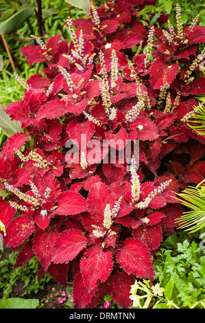 Rosso lieaves coleus e fiori Foto Stock