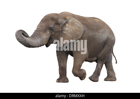 Elephant isolato su bianco Foto Stock