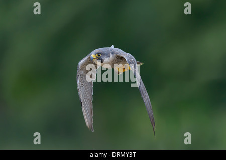 Wanderfalke, Falco peregrinus, falco pellegrino Foto Stock