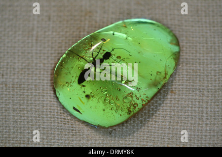 Ambra Dominicana con una formica di fossili all'interno nel museo Mundo del Ambar in Santo Domingo, Repubblica Dominicana. Foto Stock