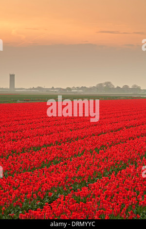 Commerciale campo di tulipani vicino a Lisse, Paesi Bassi Foto Stock