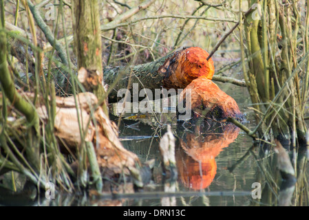 Tree masticati da un castoro. Foto Stock