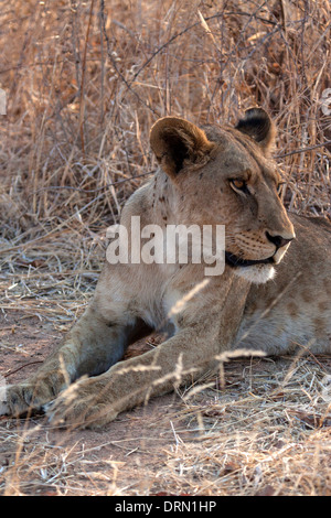 Leonessa africana nel Ruaha National Park in Tanzania Africa Foto Stock