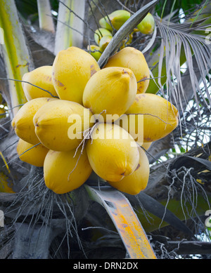 Noci di cocco giallo sul palm close up Foto Stock