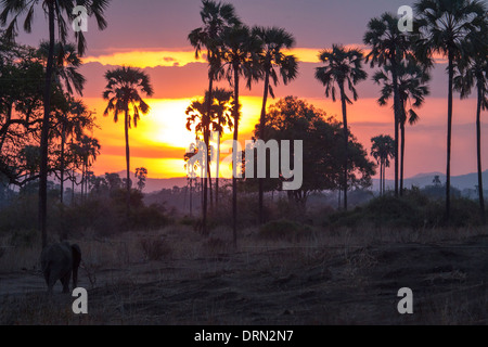 Gli elefanti africani alla ricerca di cibo di sunrise Foto Stock