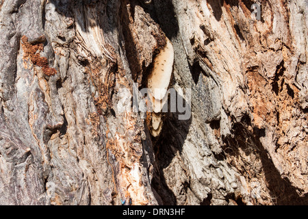 African Honeybee nido in Tanzania Ruaha Foto Stock