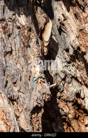 African Honeybee nido in Tanzania Ruaha Foto Stock