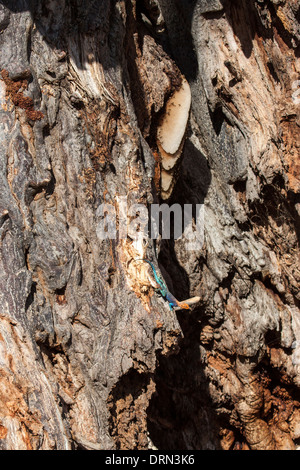 African Honeybee nest Foto Stock