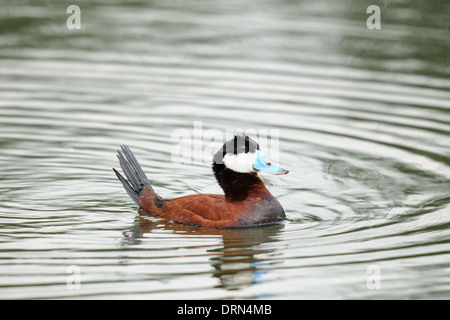 Ruddy Duck nuotare in un laghetto della prateria, Alberta, Canada Foto Stock