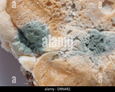 Stampo sul lato inferiore di un ruolo di pane Foto Stock