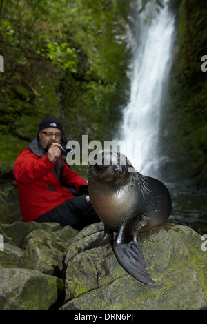 Baby NZ pelliccia sigillo e turistico a flusso Ohai cascata, Kaikoura Coast, Isola del Sud, Nuova Zelanda Foto Stock