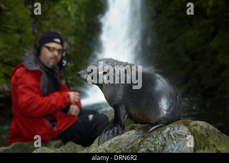 Baby NZ pelliccia sigillo e turistico a flusso Ohai cascata, Kaikoura Coast, Isola del Sud, Nuova Zelanda Foto Stock