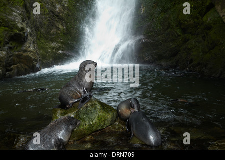 Baby NZ Foche al flusso Ohai cascata, Kaikoura Coast, Isola del Sud, Nuova Zelanda Foto Stock