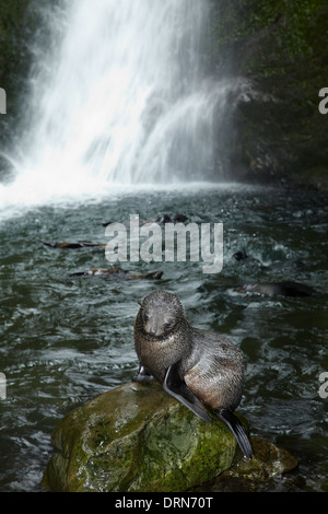 Baby NZ pelliccia sigillo a flusso Ohai cascata, Kaikoura Coast, Isola del Sud, Nuova Zelanda Foto Stock