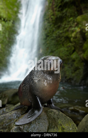 Baby NZ pelliccia sigillo a flusso Ohai cascata, Kaikoura Coast, Isola del Sud, Nuova Zelanda Foto Stock