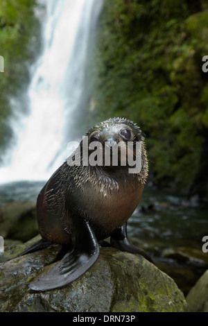 Baby NZ pelliccia sigillo a flusso Ohai cascata, Kaikoura Coast, Isola del Sud, Nuova Zelanda Foto Stock