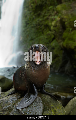 Baby NZ pelliccia sigillo a flusso Ohai cascata, Kaikoura Coast, Isola del Sud, Nuova Zelanda Foto Stock