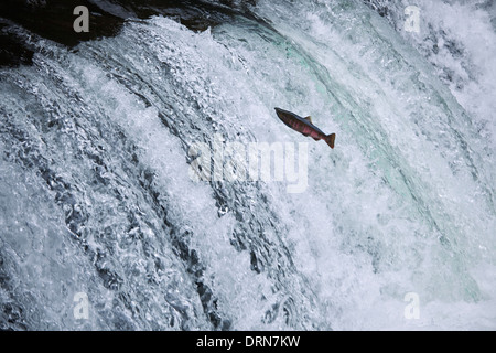 Salto del salmone ciliegia Foto Stock