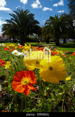 Papaveri e palme, Anzac Park, Nelson, Isola del Sud, Nuova Zelanda Foto Stock