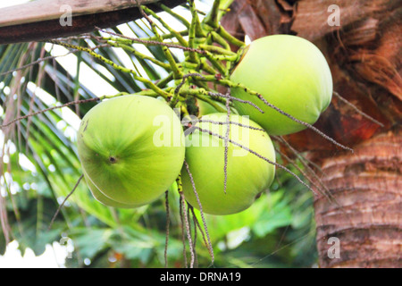 Noce di cocco verde al tropical Palm tree close up Foto Stock