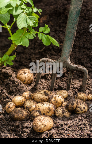 Appena scavato home coltivate patate Foto Stock