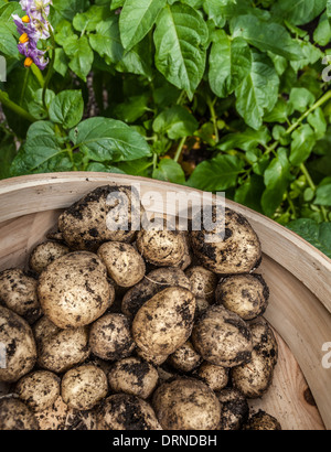 Un raccolto di patate raccolte in un trug con patate fiori e foglie in background. Foto Stock