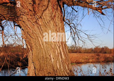 Un close-up del tronco di un salice bianco sulla banca del fiume Wensum a Hellesdon, Norfolk, Inghilterra, Regno Unito. Foto Stock
