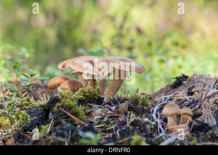 Famiglia di fienogreco milkcap i funghi di bosco Foto Stock