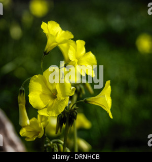 Close-up di giallo oxalis fiori sul morbido sfondo verde Foto Stock