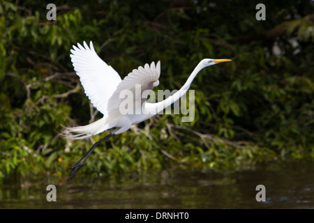 Un bianco Airone bianco maggiore decolla da un ritorno di acqua di fiume del Amazon a Santarem con alette divaricate Brasile America del Sud Foto Stock