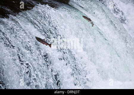 Salto del salmone ciliegia Foto Stock