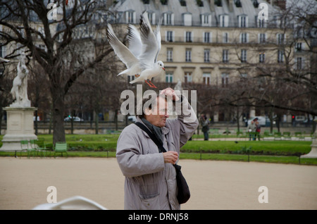 Alimentazione uomo gabbiani nel Giardino delle Tuileries in inverno, Parigi, Francia. Foto Stock