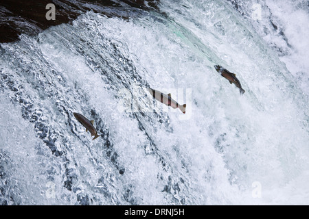 Salto del salmone ciliegia Foto Stock