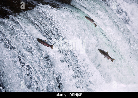 Salto del salmone ciliegia Foto Stock