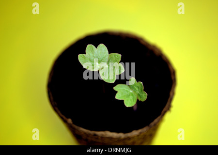 Nasturtium piantine, una settimana a partire dalla germinazione, in una pentola di torba Foto Stock