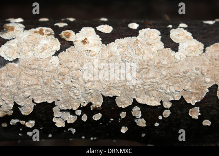 Spurgo crosta di latifoglie Stereum rugosum Foto Stock