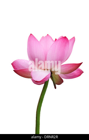 Isolato fiore di loto Foto Stock