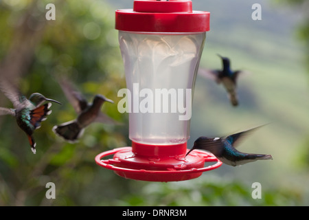 Ronzio uccelli di diverse specie, compreso il bianco- colli (giacobina Florisuga mellivora ), avvicinandosi alla stazione di alimentazione. Foto Stock